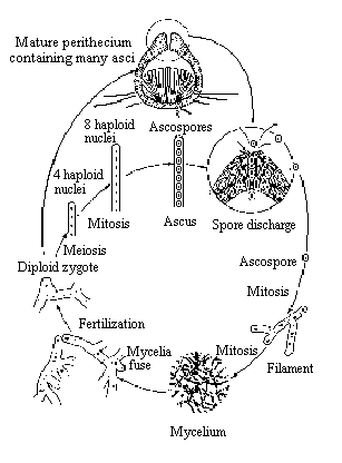 II. Crossing Over during Melosis in Sordaria