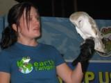 Earth Rangers - European Barn Owl.JPG