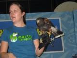 Earth Rangers - Harris Hawk.JPG